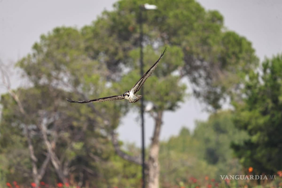 $!Saltillo forma parte de los desplazamientos de aves que encuentran alimento y refugio temporal en la región.