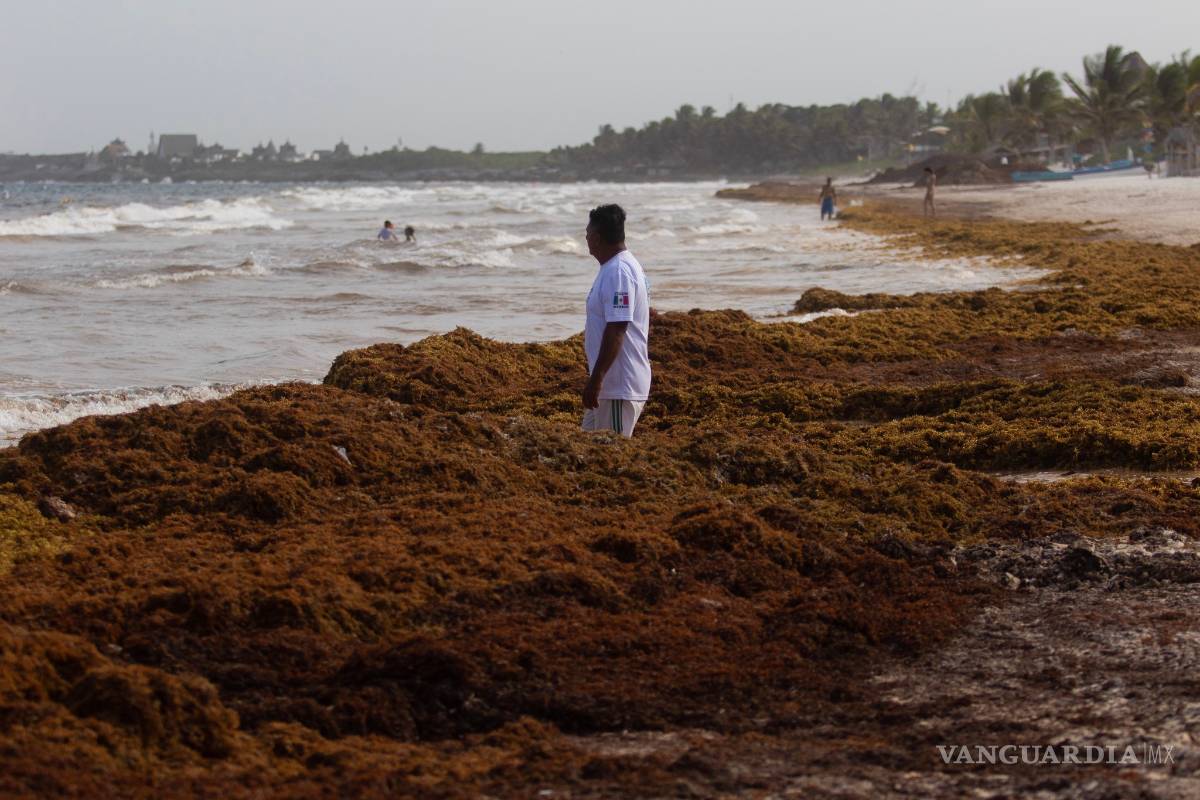 $!Sargazo convierte al mar Caribe en color negro