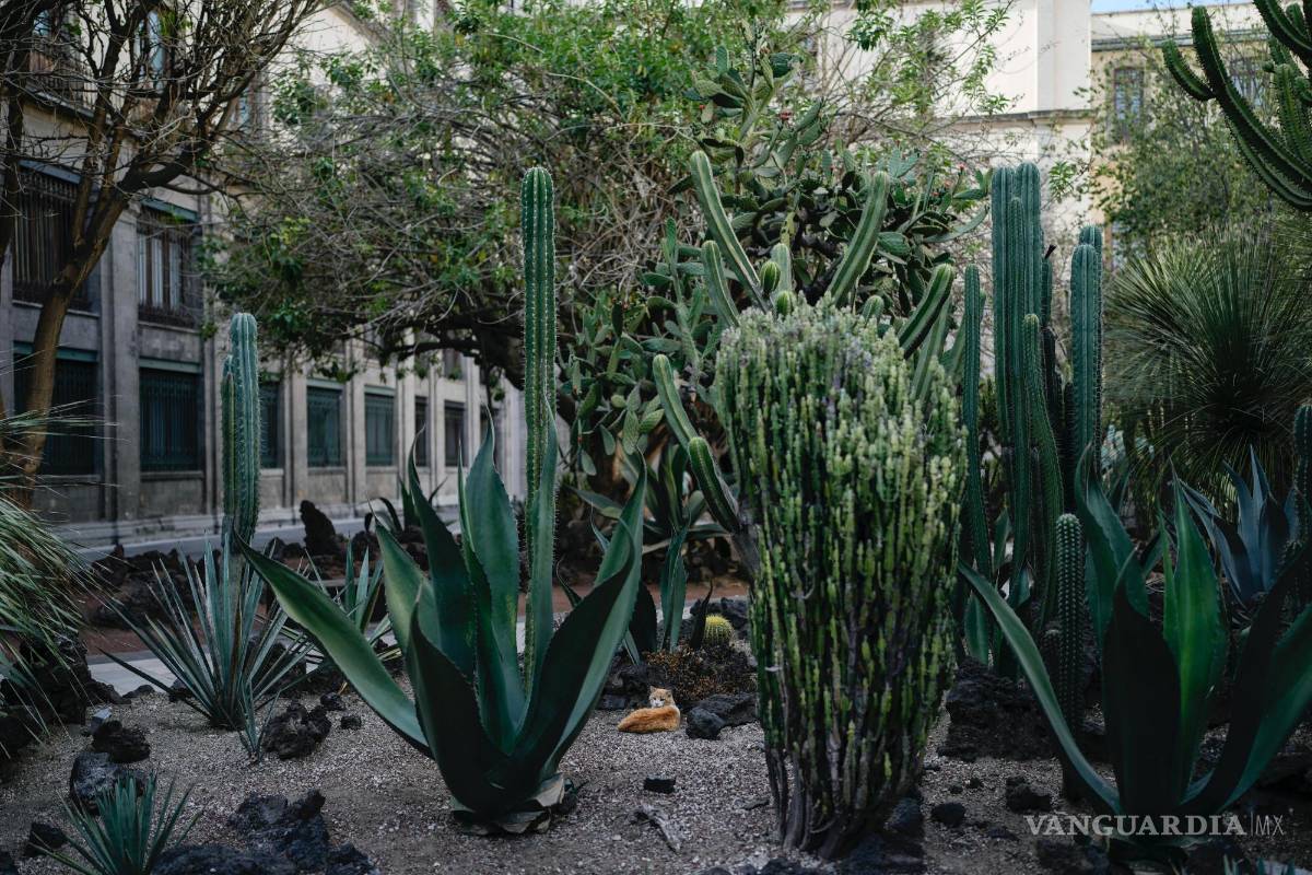 $!Rufino mira desde un jardín de cactus dentro del Palacio Nacional en Ciudad de México.