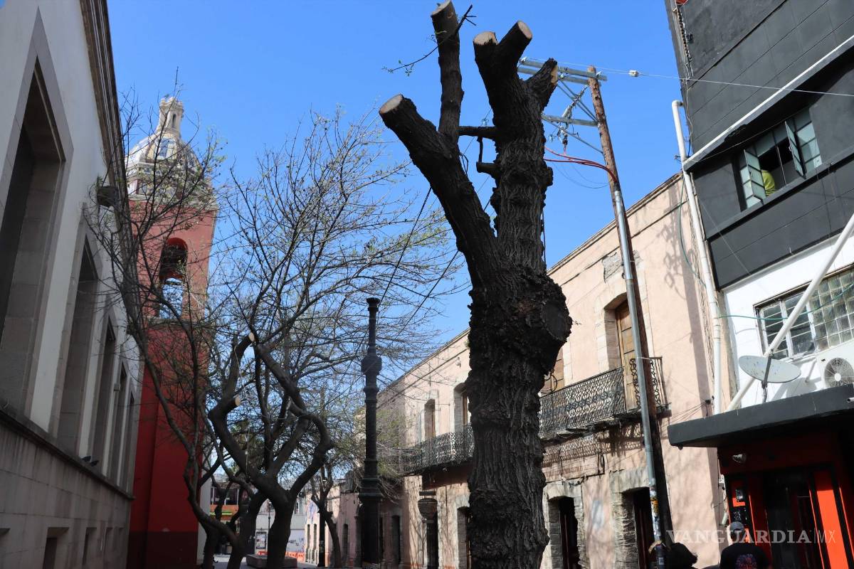 Critican poda de árboles en callejón Ocampo de Saltillo