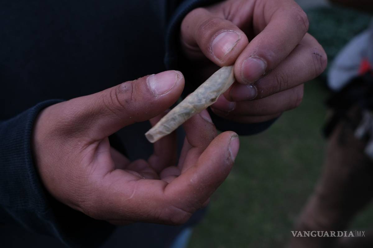 Nace el Consejo Mexicano de Cannabis y Cáñamo