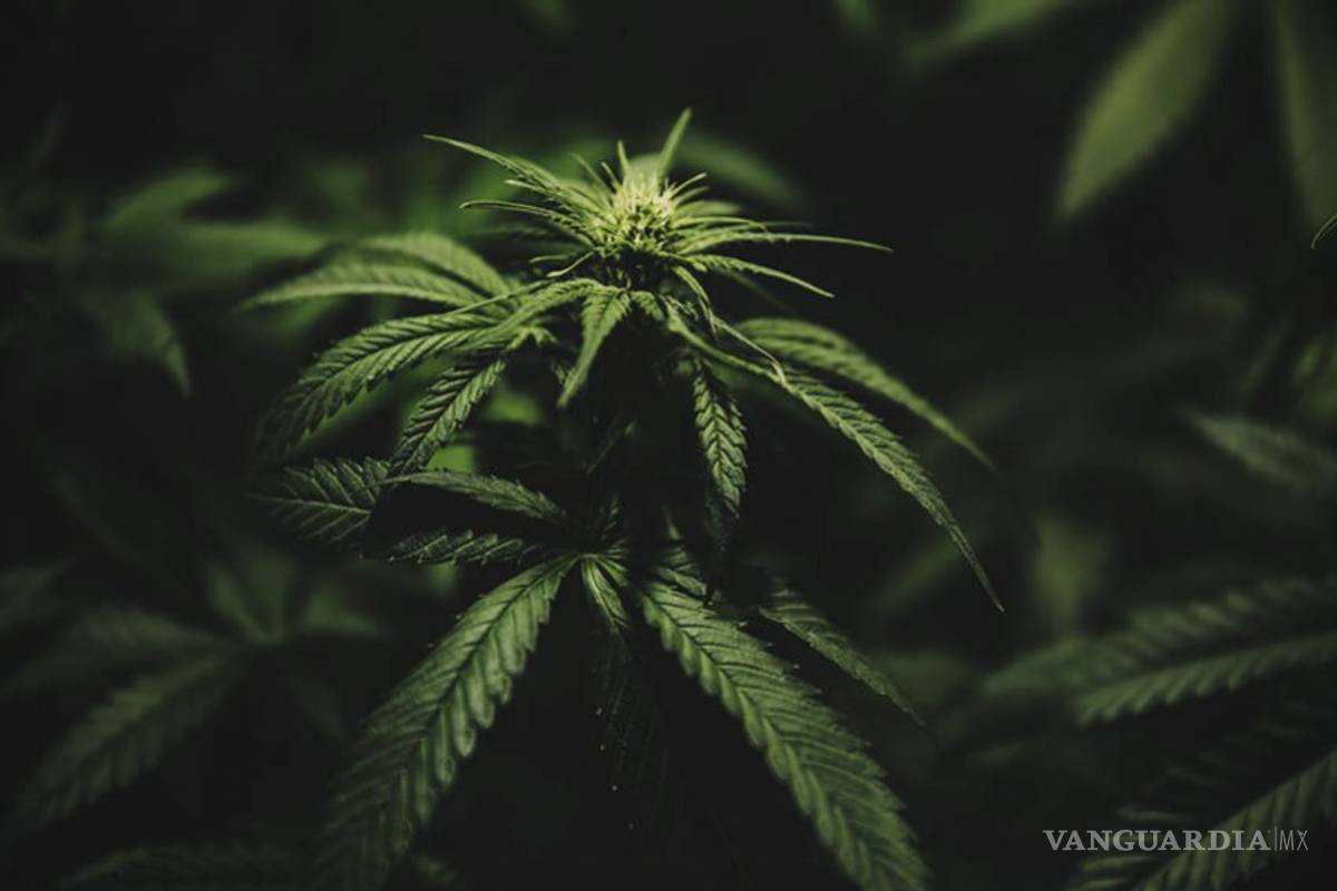 Descubren una variante genética de la cannabis que aumenta el riesgo de dependencia