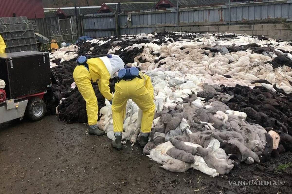 Dinamarca sacrificará a toda la población de visones por temor a una mutación de COVID-19