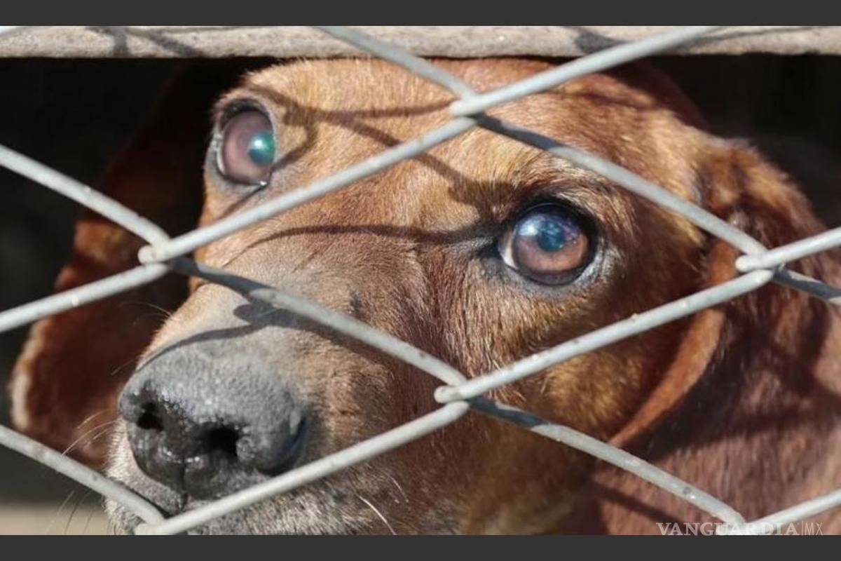 Gobierno sacrificará perros y gatos que viven en inmediaciones del Aeropuerto Felipe Ángeles