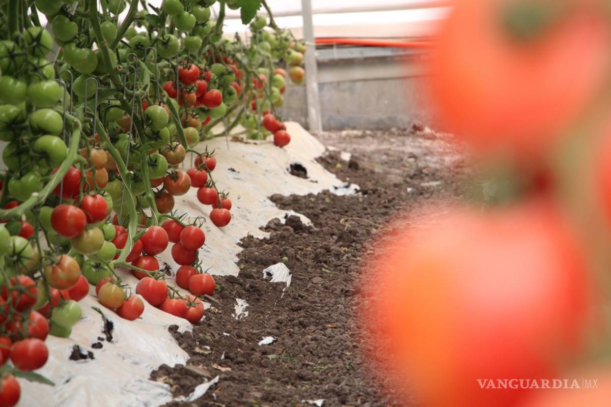 Mexicanos usan tomate para adquirir bioplástico