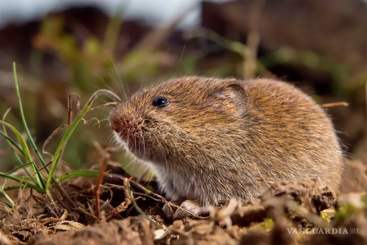 Viruela de Alaska tiene su primer caso mortal en humanos