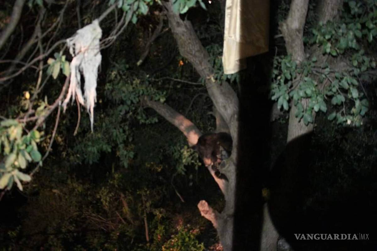 Una mamá oso y sus tres crías “visitan” colonia de Saltillo; vecinos los sorprenden