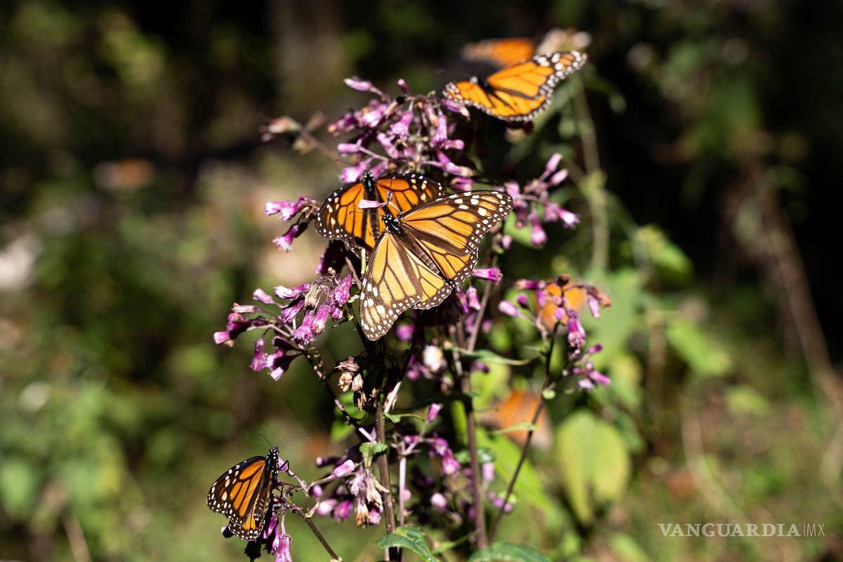 Coahuila: altas temperaturas retrasan entrada de mariposa monarca; entró el 21 de octubre