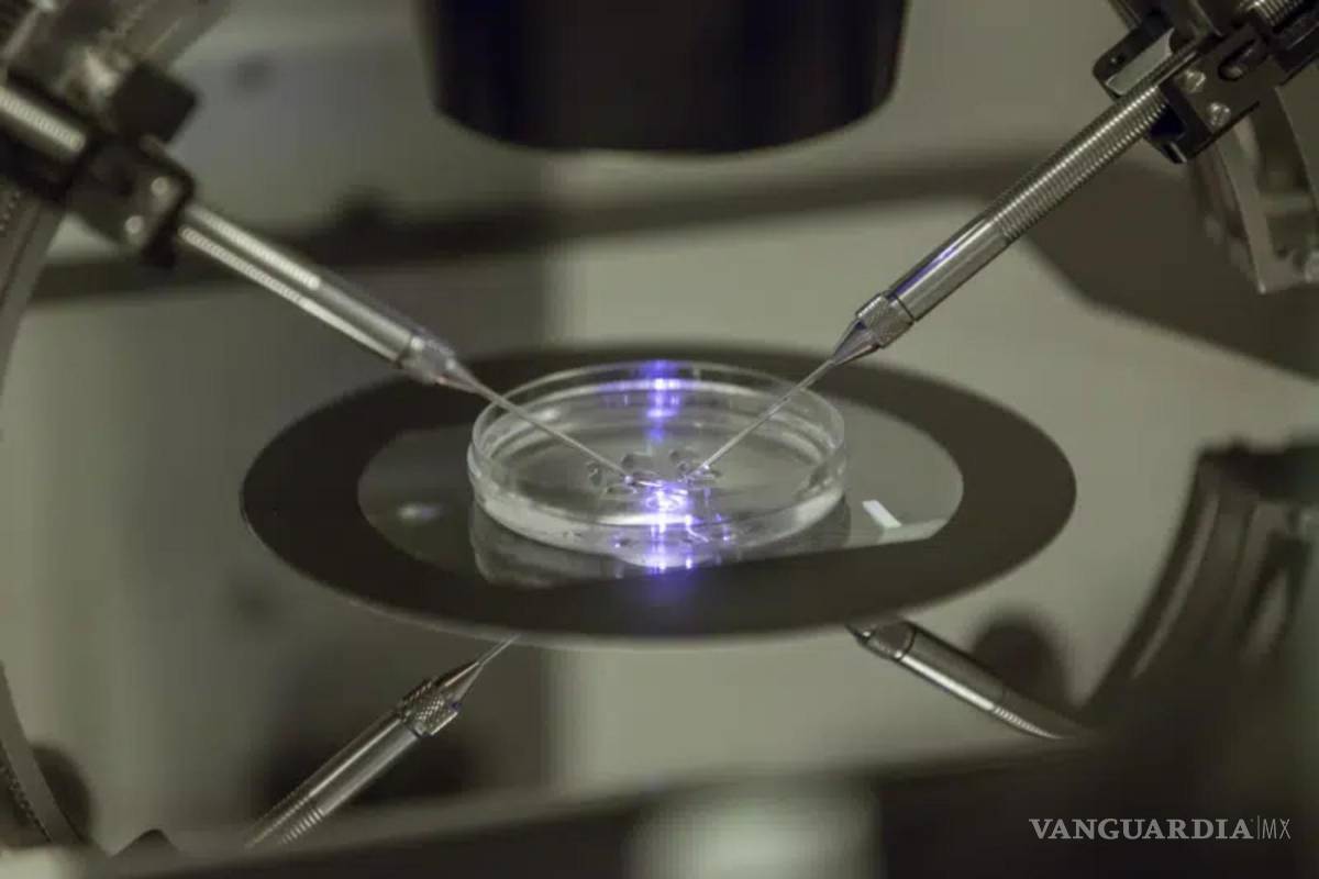 ¡Histórico!, nace el primer bebé en Reino Unido fecundado con ADN de tres personas