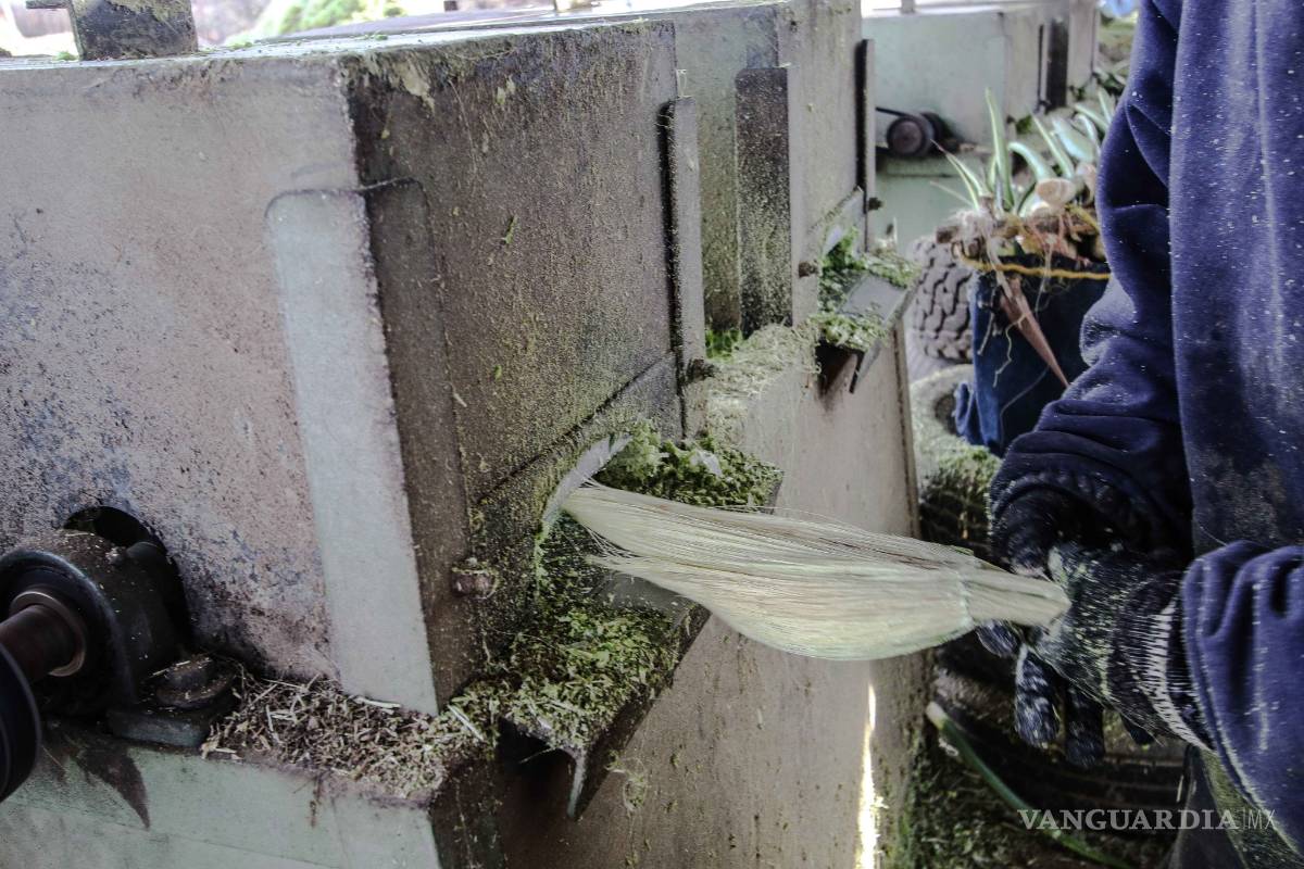 $!Lechuguilla, sobreviviente del desierto