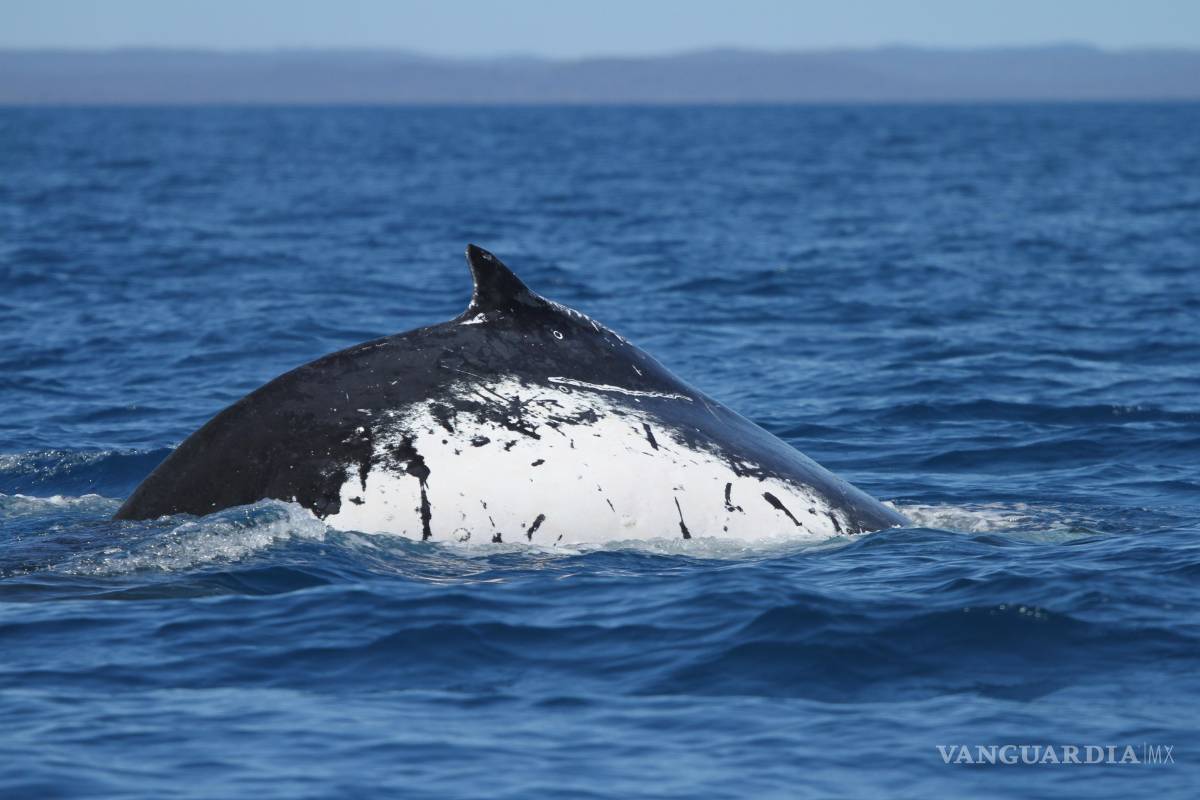 $!Una ballena jorobada que realizó un viaje sin precedentes entre sus zonas de reproducción en Australia y Brasil.