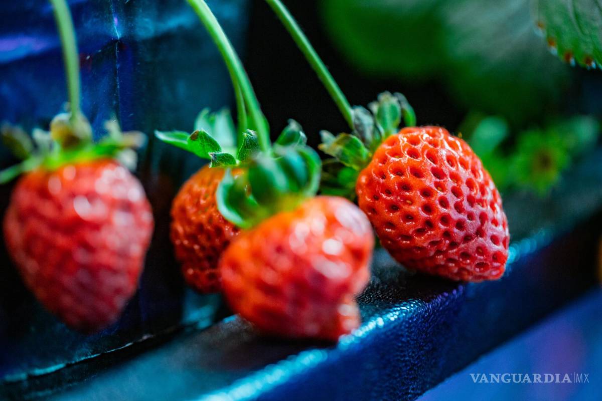 Leo Lobato Kelly: Legado por un futuro sin hambre