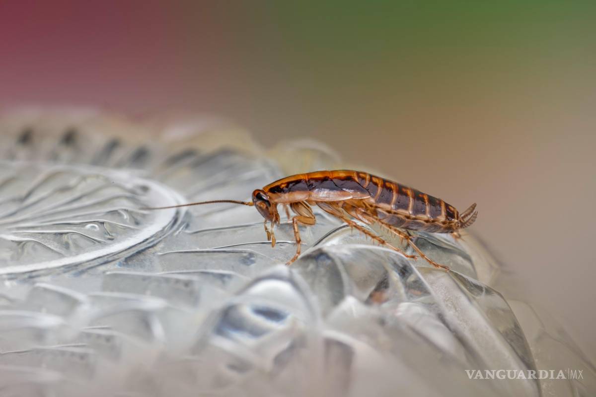 ¡Adiós cucarachas! Remedios caseros y productos para erradicar una plaga