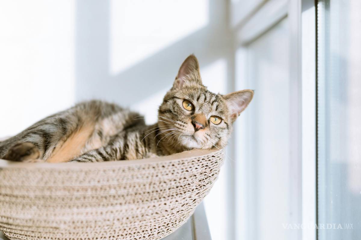 $!¿Tu gato se queda solo? Esto es lo que debes saber antes de dejarlo en casa