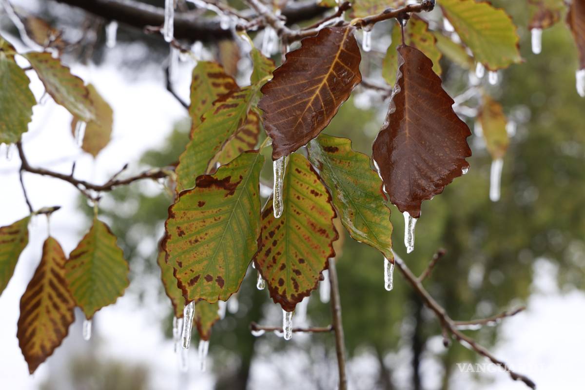 $!El follaje de plazas y parques del sur de la ciudad, amaneció cubierto con una capa de hielo.