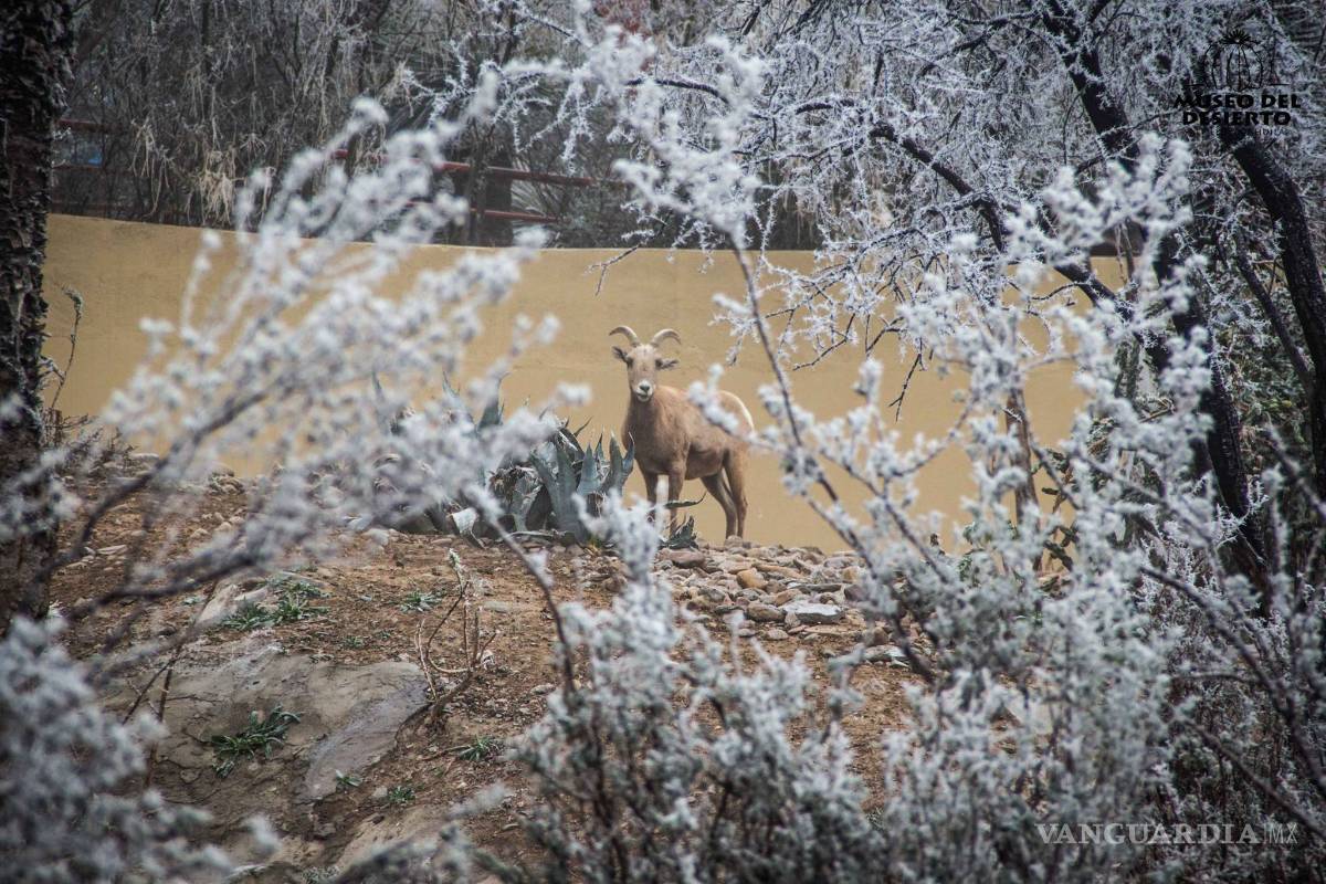 Las mejores postales del MUDE tras la nevada (FOTOS)