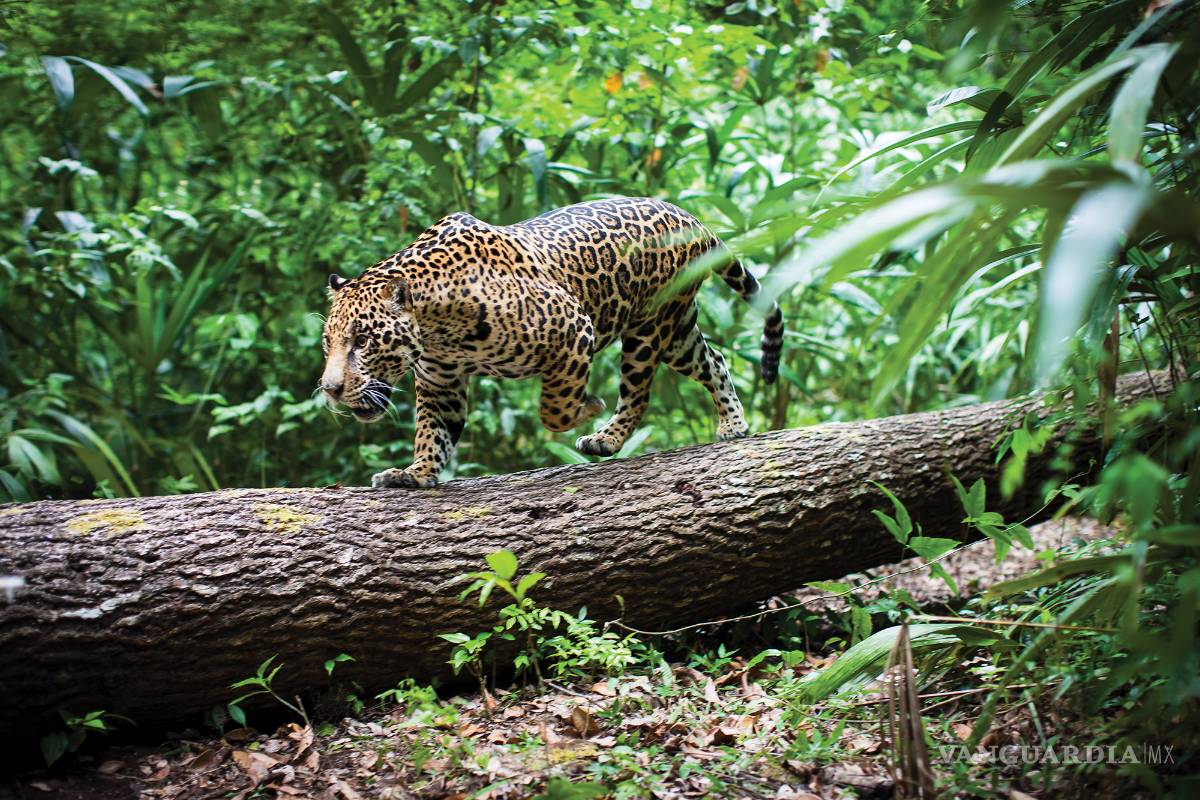México Belice y Guatemala crean la primer área natural trinacional para proteger al jaguar
