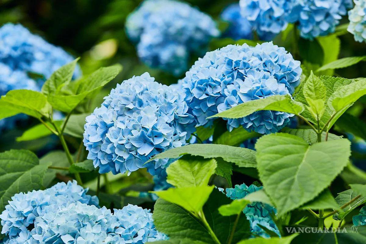 ¿Ya regalaste flores azules a tu novio?, hoy es su día