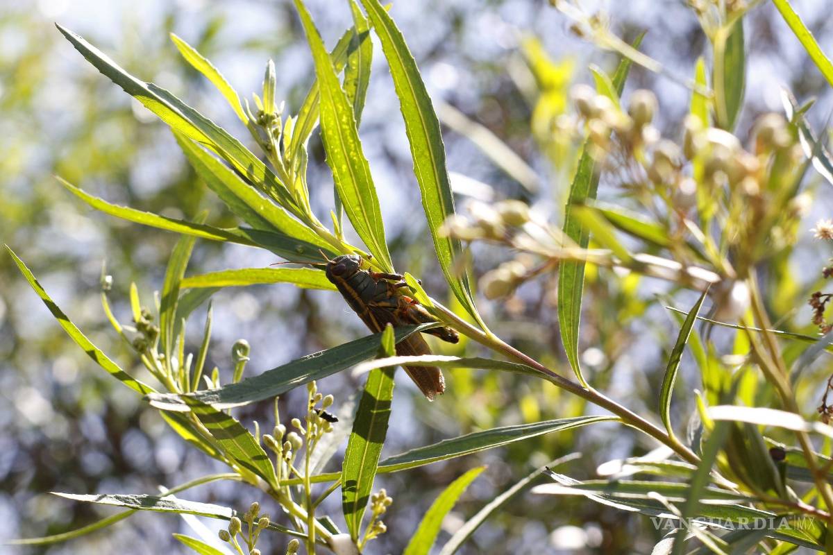 Plaga de grillos invade colonia al sur de Saltillo