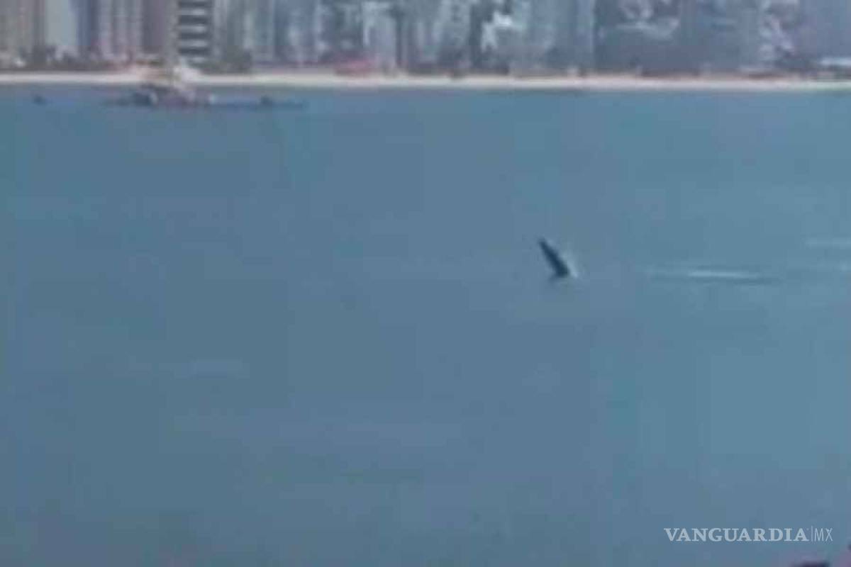 Ballena 'juega' en bahía de Acapulco durante contingencia por coronavirus