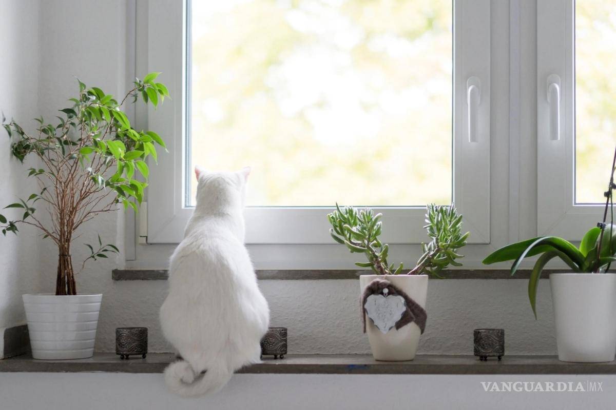 $!Gatos y plantas pueden convivir con las medidas necesarias.
