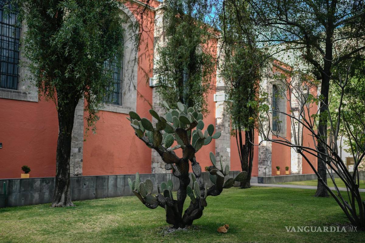 $!Bowie descansa a la sombra de un cactus en los terrenos del Palacio Nacional en Ciudad de México.