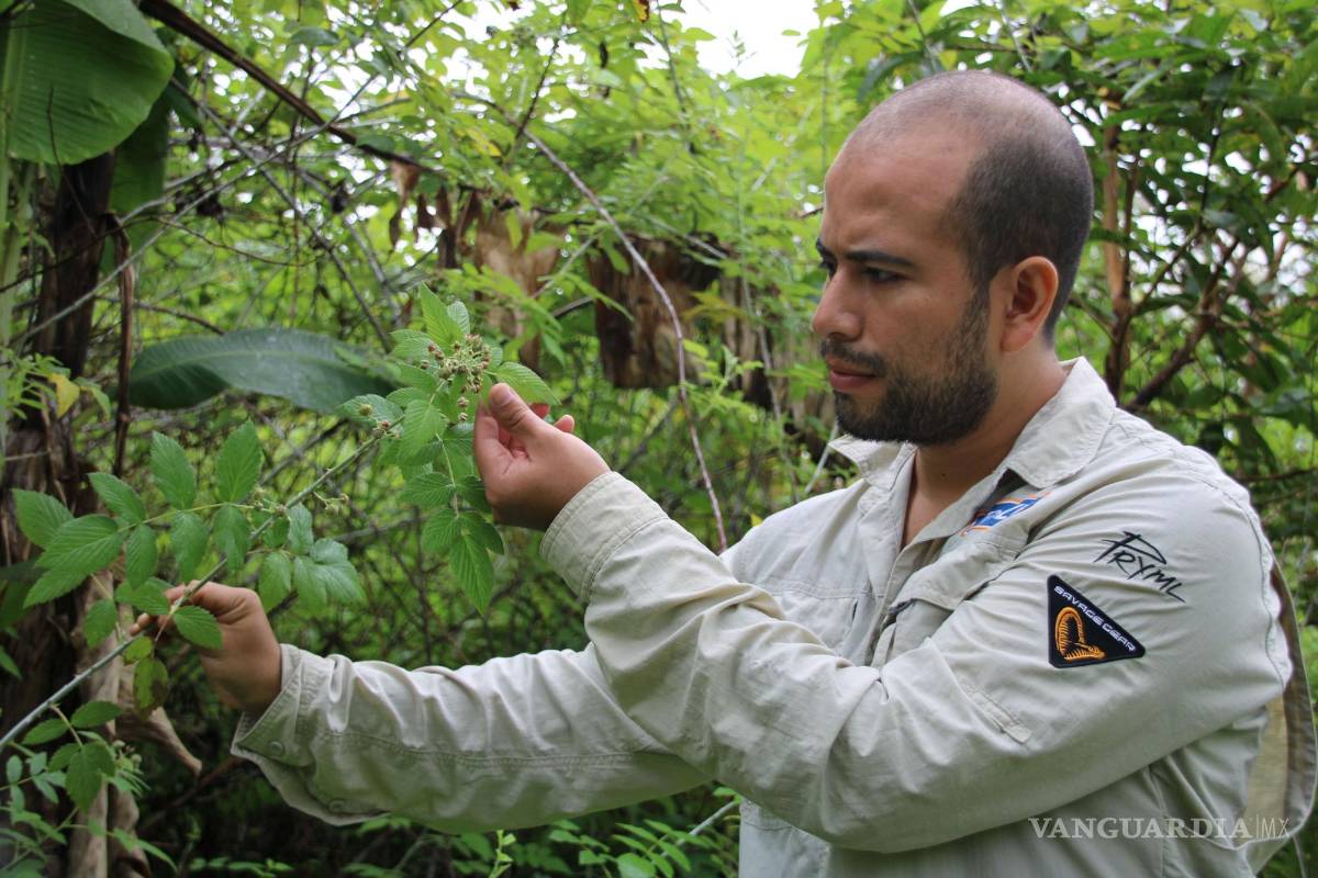 $!Diego Ortiz, investigador de ecología y biología molecular de la Universidad San Francisco de Quito (USFQ), habla con Efe durante una entrevista delante de un manto de mora en una hacienda en la parte alta de la Isla San Cristóbal, en el archipiélago de Galapágos (Ecuador). EFE/Elías L. Benarroch