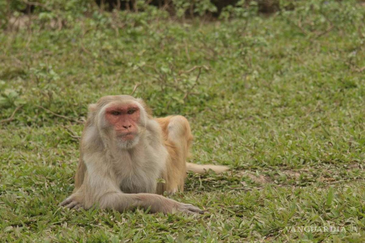 Investigación sugiere que algunos monos son propensos al aislamiento social