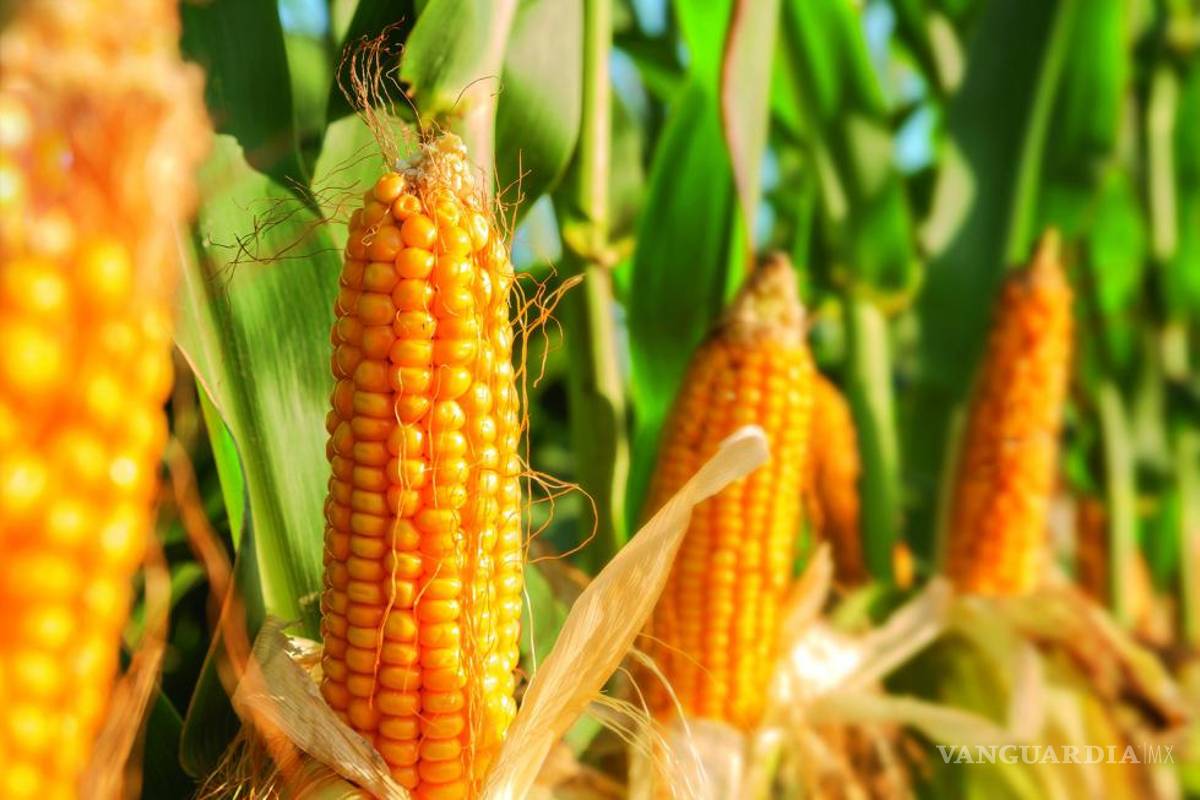 ¿Otro ‘choque’ comercial?, EU presionaría a México en T-MEC por prohibir maíz transgénico