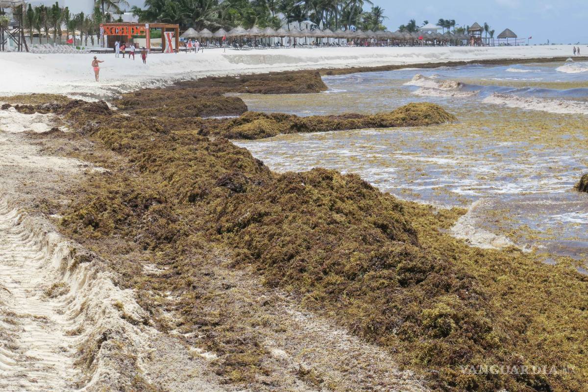 Marea verde de sargazo devora poco a poco a Playa del Carmen