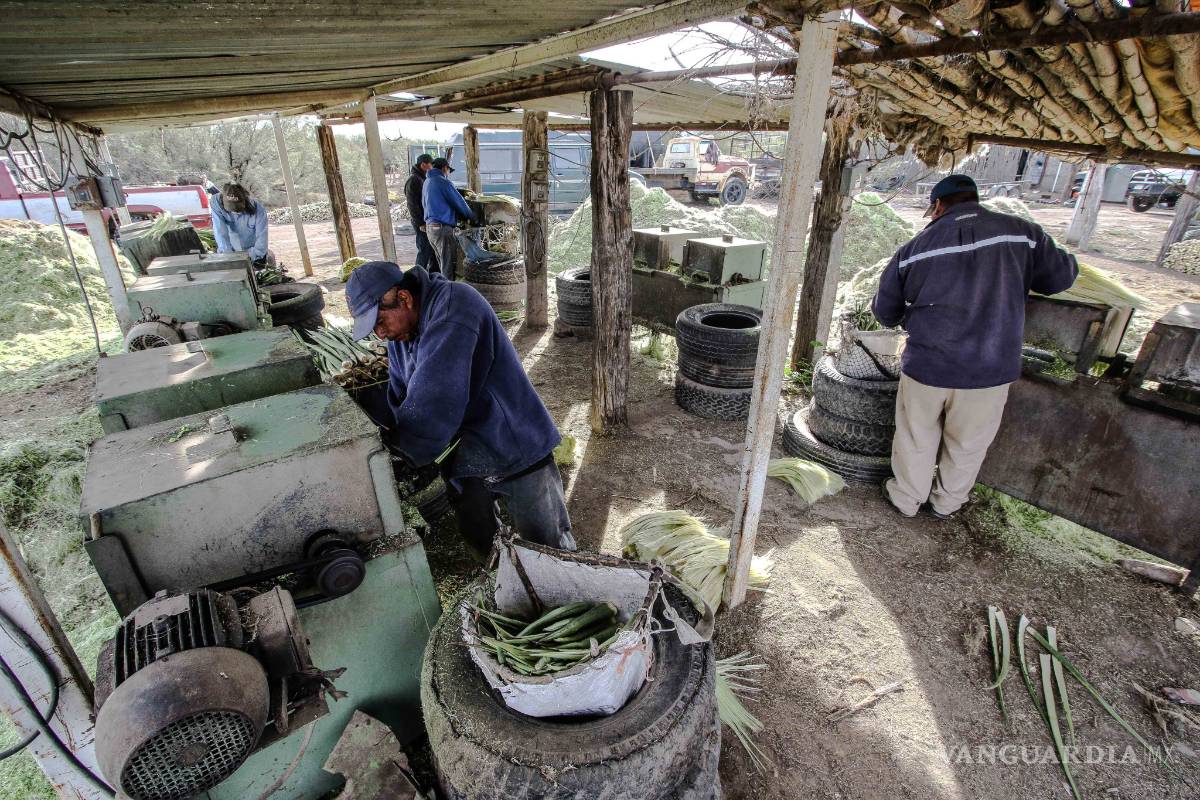 $!Lechuguilla, sobreviviente del desierto