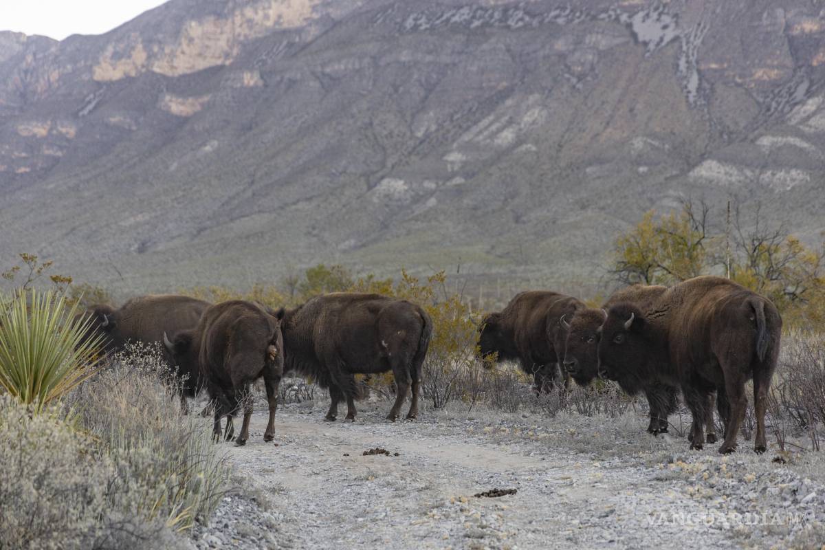 $!Protegido y libre, el bisonte americano retoma su lugar como especie clave del ecosistema de Cuatro Ciénegas.
