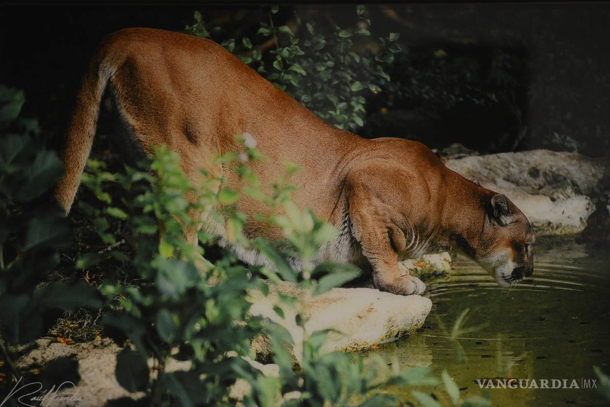 $!Con sus imágenes logra captar la belleza y serenidad de momentos muy especiales.
