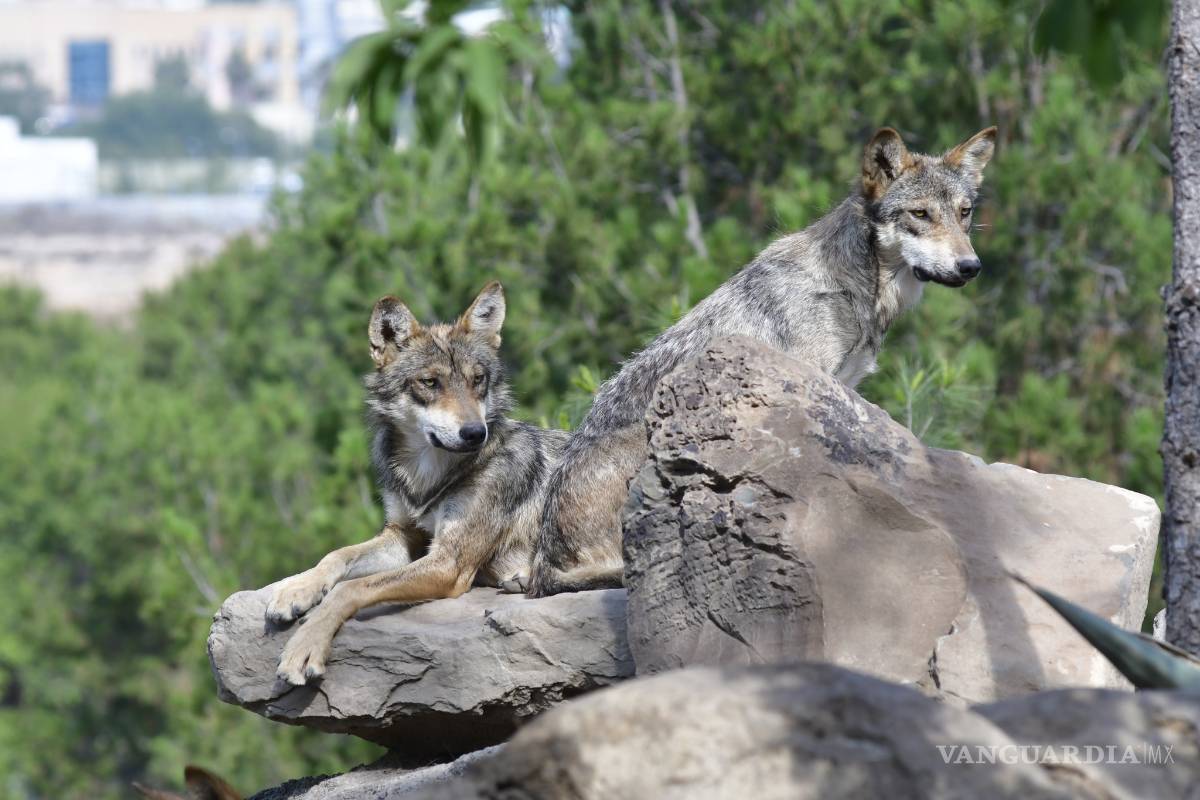 Museo del Desierto pide apoyo a saltillenses