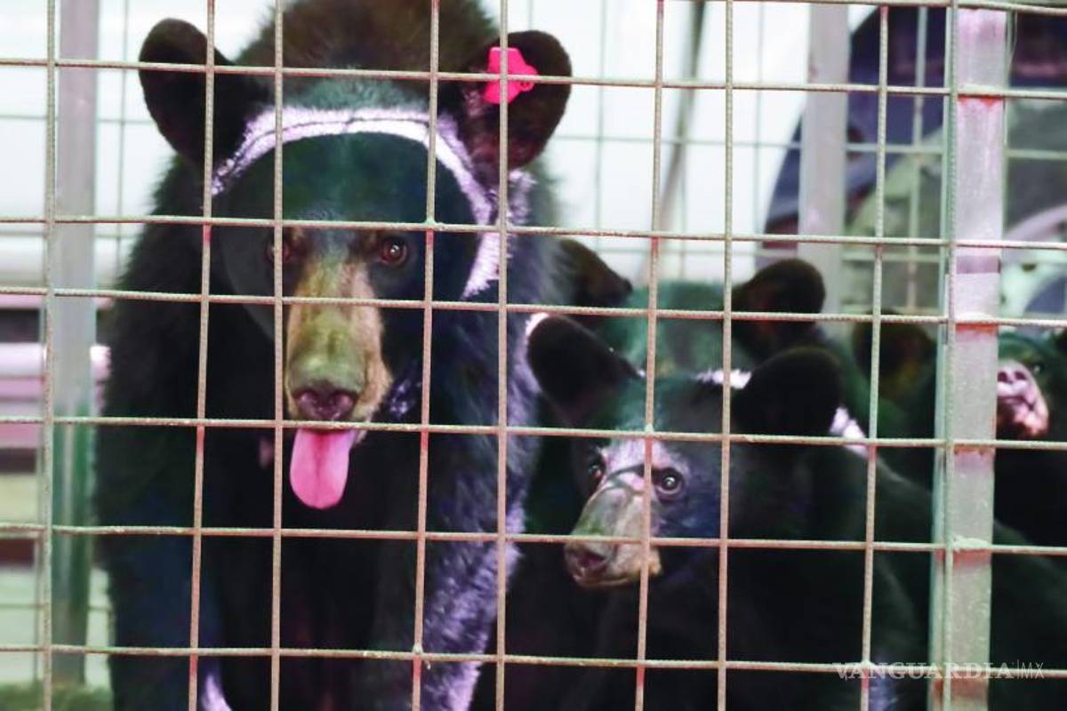 Aumentan avistamientos de osos en Coahuila