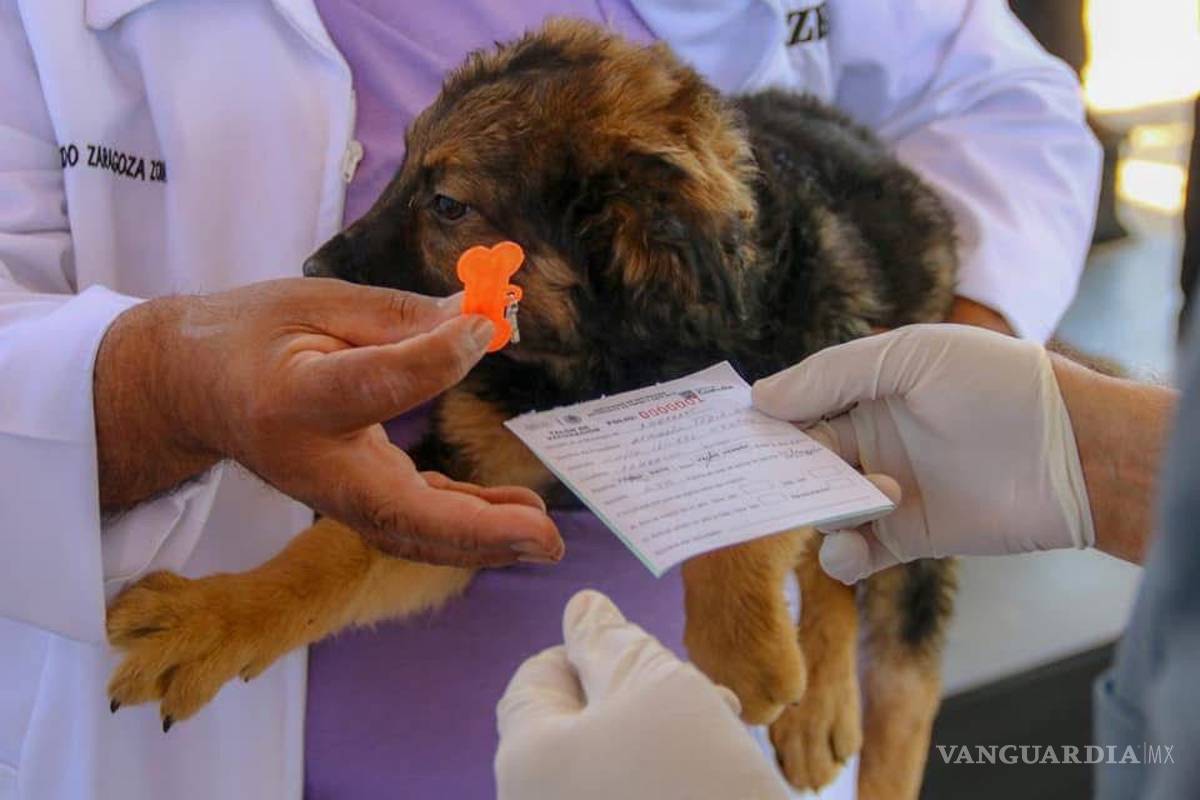 Coahuila: Arranca campaña antirrábica y contra garrapatas; detectan 8 casos de rickettsia