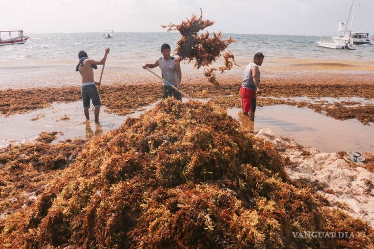 Recolectan 38 mil toneladas de sargazo
