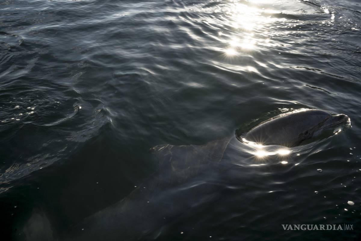 ¿Qué tan ubicuos son los microplásticos? Los delfines los exhalan