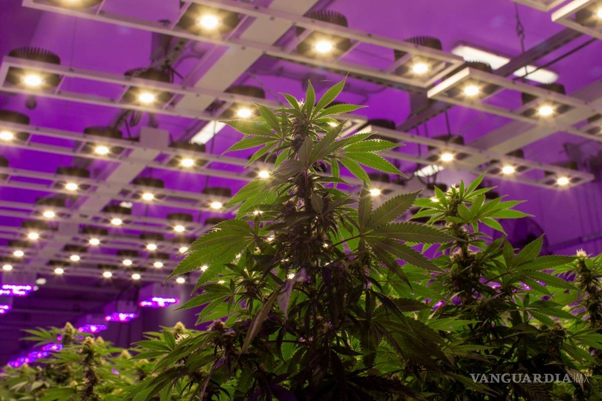 Cura Cannabis Solutions alcanza el mayor acuerdo comercial en el negocio de la marihuana en EU