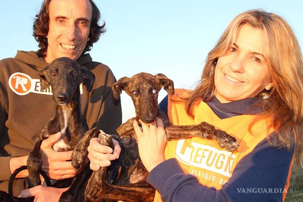 Perro abandonado protege y guía a su hermana ciega hasta que son rescatados