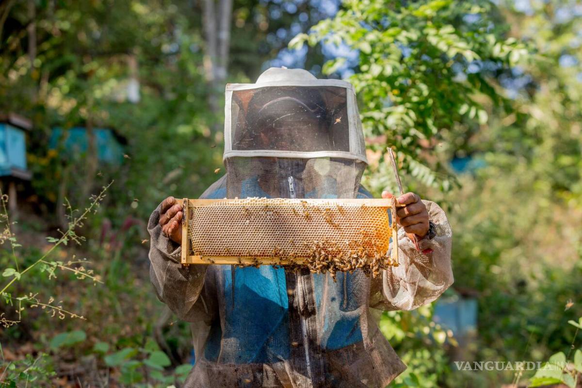 Productores mexicanos de miel alcanzan ventas por 27.3 millones de dólares a compradores europeos