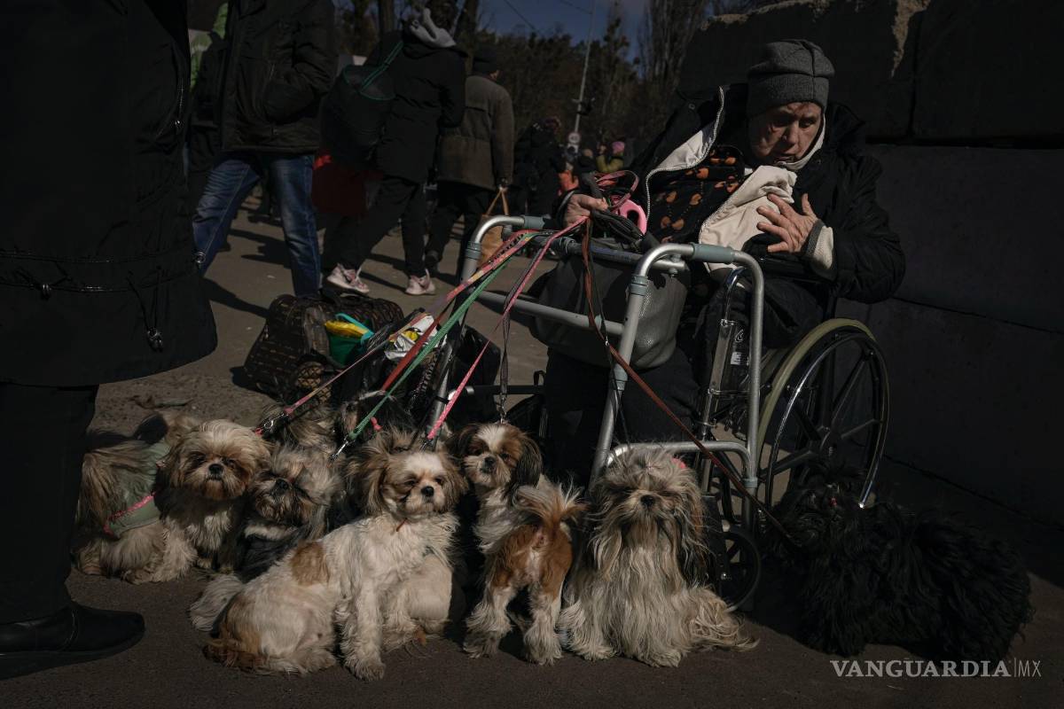 $!Antonina, de 84 años, sentada en una silla de ruedas tras ser evacuada junto a sus 12 perros desde Irpin, en un puesto de evaluación en Kiev, Ucrania.