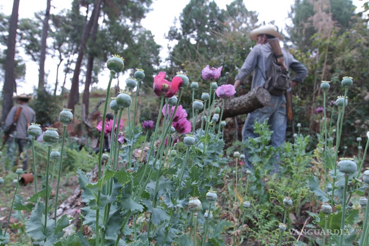 Pobladores exigen no fumigar aérea de plantíos de amapola, amagan con derribar naves de Sedena