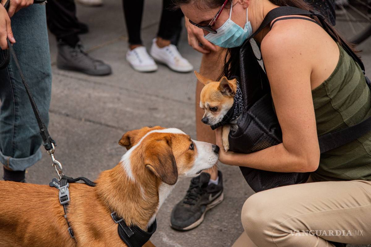 Entonces… ¿mis mascotas se pueden contagiar de COVID-19 o no?