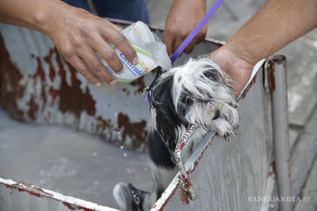 $!Se espera que estudiantes, voluntarios y asociaciones protectoras de animales se unan al esfuerzo de desparasitación y vacunación antirrábica para garantizar la seguridad de las mascotas y reducir la propagación de enfermedades.
