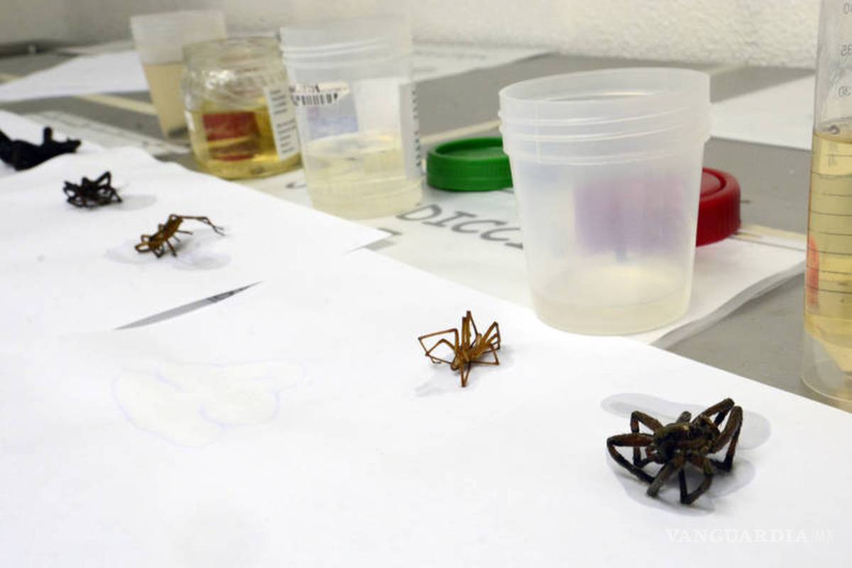 Sólo en dos hospitales de Saltillo hay antídoto contra araña violinista, rectifica SS Coahuila