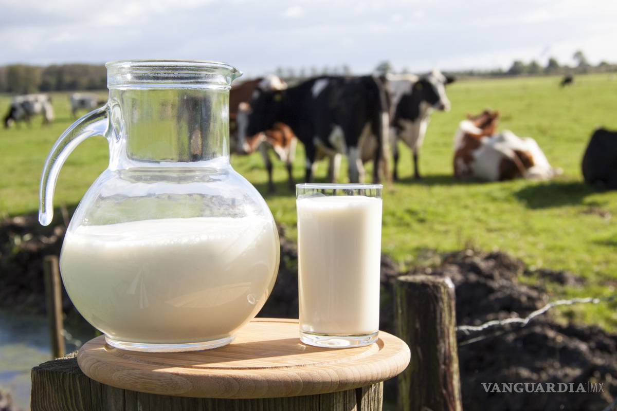La leche animal, proteínas de calidad