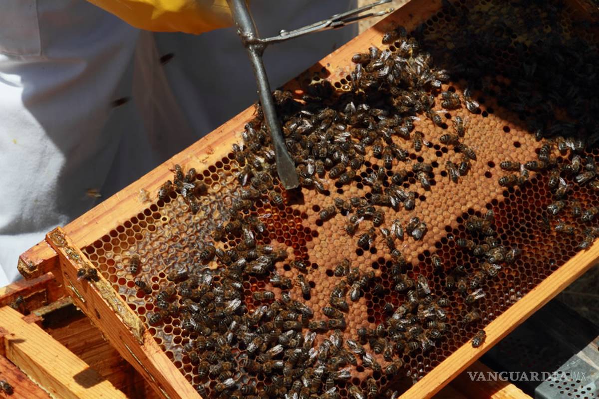 Denuncian impunidad por daños de Monsanto a comunidad maya