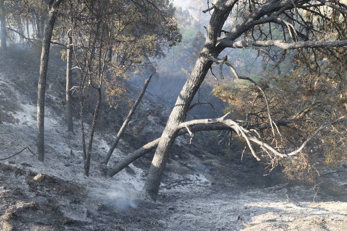 Llamas alcanzan cabañas de descanso en la Sierra de Arteaga (video)