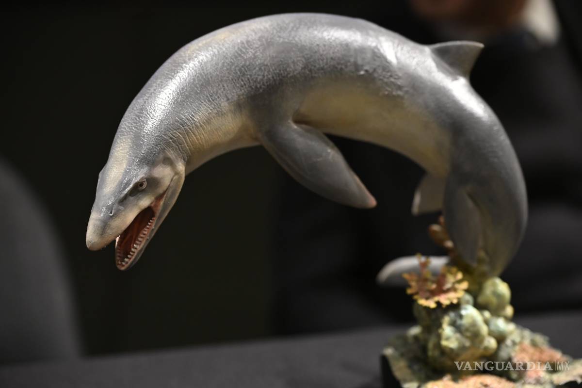 $!El Museo del Desierto de México presentó el descubrimiento de un reptil marino carnívoro, Prognathodon cipactli, un masosauro que habitó en las aguas que cubrían la región de Coahuila y Nuevo León.